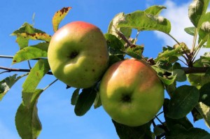 apples